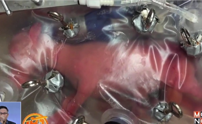 นักวิทย์พัฒนาครรภ์มารดาเทียม