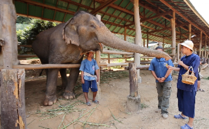 เจษฎาพาลุย : ทำยาสมุนไพรป้อนช้างชรา จ.เชียงใหม่