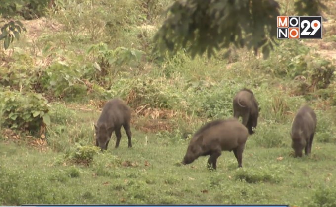 ทีมวิจัยซาฟารีห้วยขาแข้งยืนยันยังอยู่ระหว่างการศึกษา