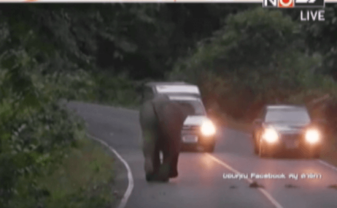 รถขับเร็วหวิดชนช้างป่าเขาใหญ่