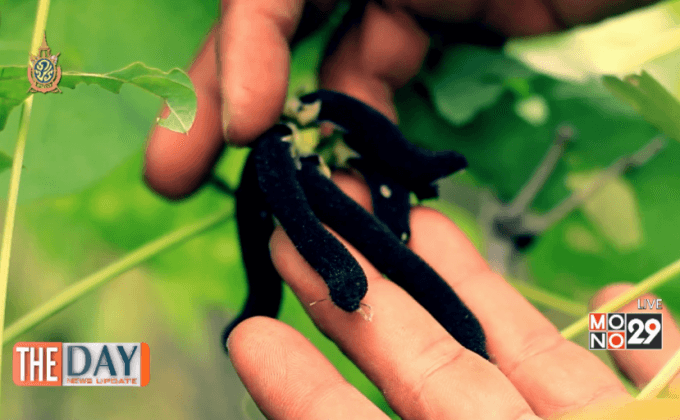 หมามุ่ยอินเดีย เพชฌฆาตเงียบ ?