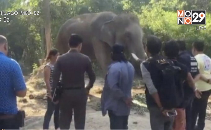 ตั้งข้อหาควาญช้าง เหตุช้างทำร้ายไกด์เสียชีวิต