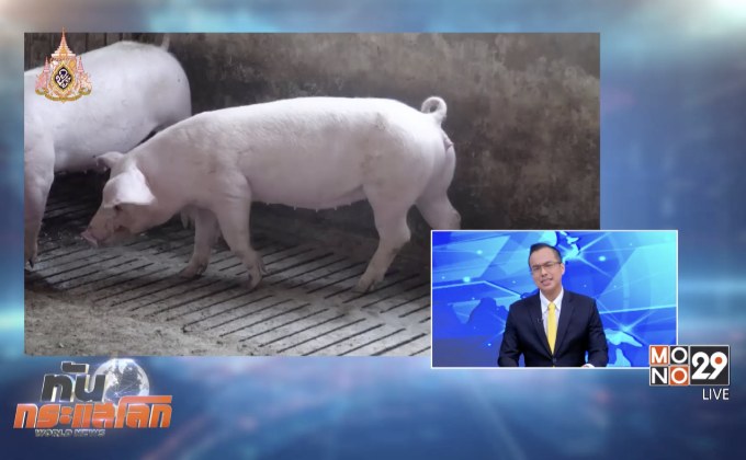 “โรคอหิวาต์สุกร” ระบาดในเอเชีย