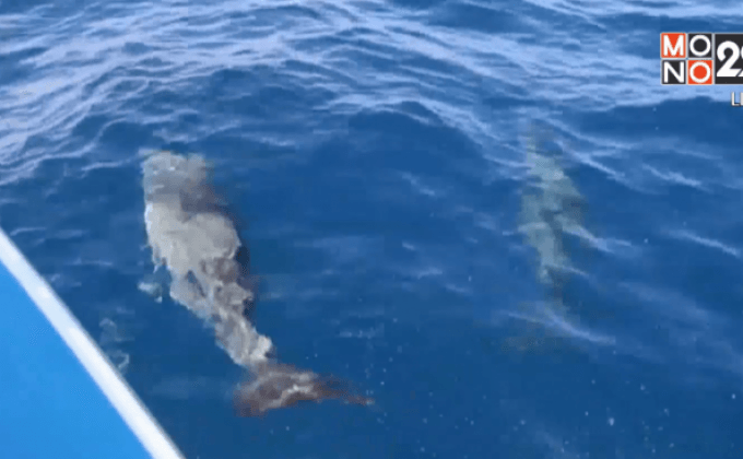 ตื่นตา โลมาปากขวด 10 ตัวเล่นน้ำโต้คลื่นเกาะตาชัย