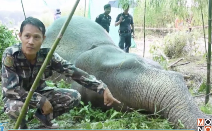 พบช้างป่าล้มในสวนยางพารา คาดถูกไฟฟ้าช็อต