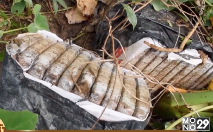 ยึดกัญชาอัดแท่ง 200 กก. ในสวนผลไม้จันทบุรี