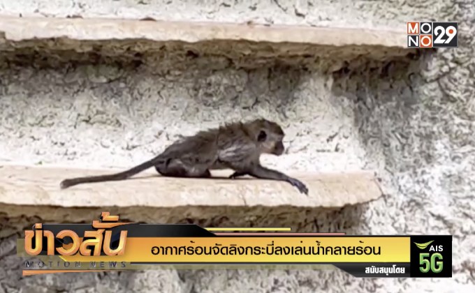 อากาศร้อนจัดลิงกระบี่ลงเล่นน้ำคลายร้อน