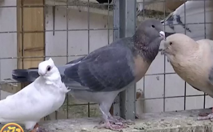 “ประมูลนกพิราบ” จอร์แดนคึกคัก