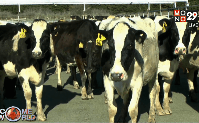 นมล้นตลาดโลกกระทบเกษตรกรนิวซีแลนด์