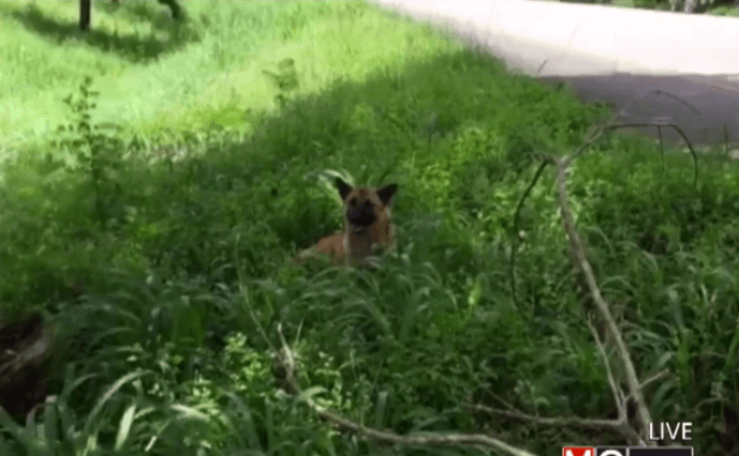 ยิงยาซึมใส่ “เจ้าหลง”สุนัขรอเจ้าของ