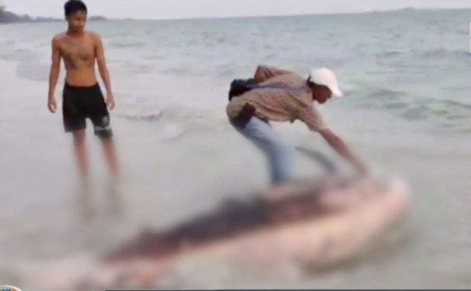 พบซากวาฬเพชฌฆาตดำ จ.ระยอง 