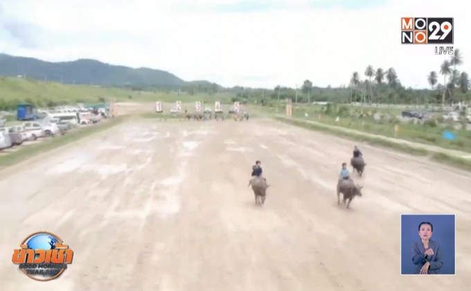 สีสันประเพณีวิ่งควาย