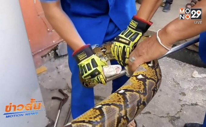 จับงูเหลือมในซูเปอร์มาร์เก็ตกลางเมืองหาดใหญ่