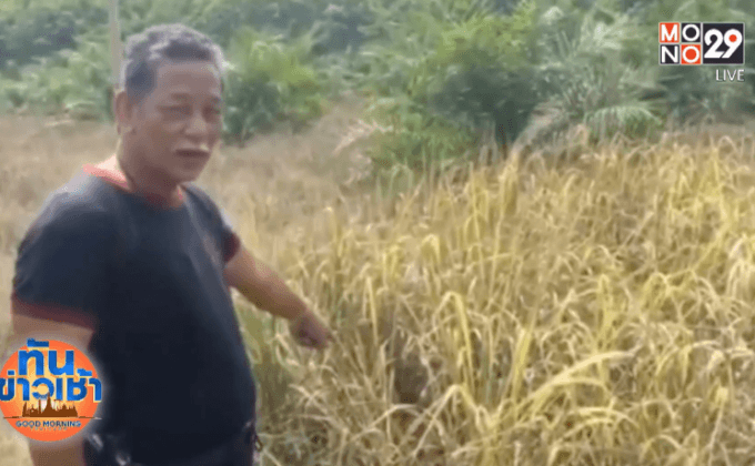 เจ้าของสวนปาล์มผงะระเบิดเอ็ม 67 ถอดสลัก