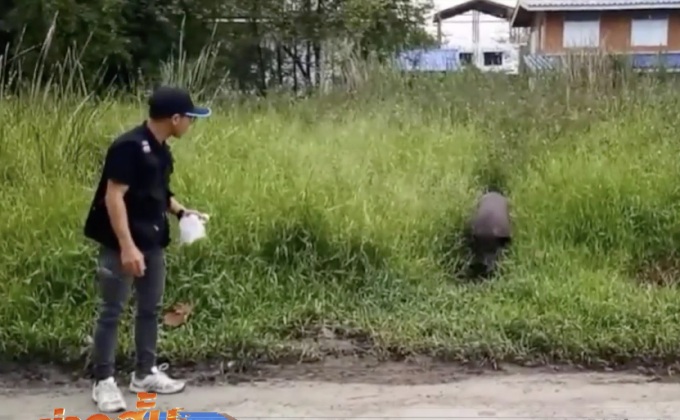 ปศุสัตว์เร่งจับหมูป่ากว่า 70 ตัวใต้ทางด่วนแจ้งวัฒนะ