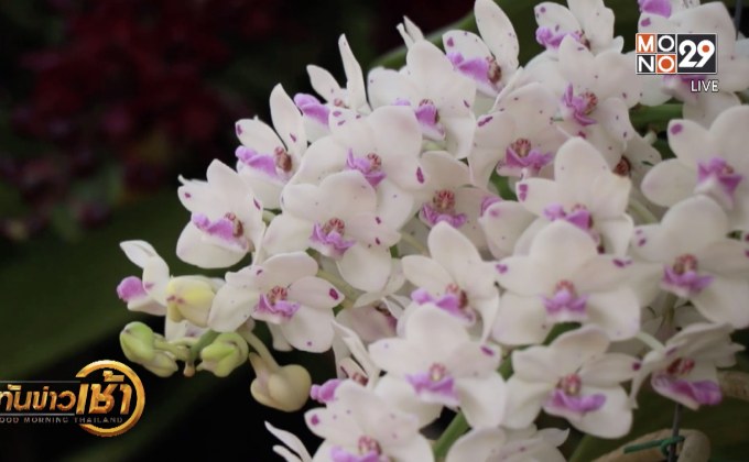 จัดแสดงกล้วยไม้สกุลช้างหลากหลายชนิด