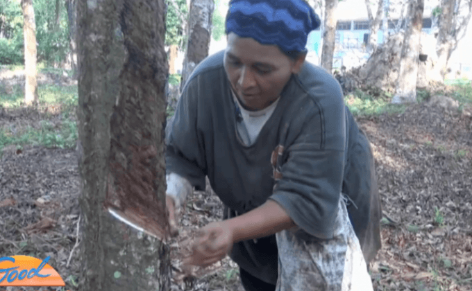 เกษตรกร จ.ยะลาทยอยนำยางไปขาย