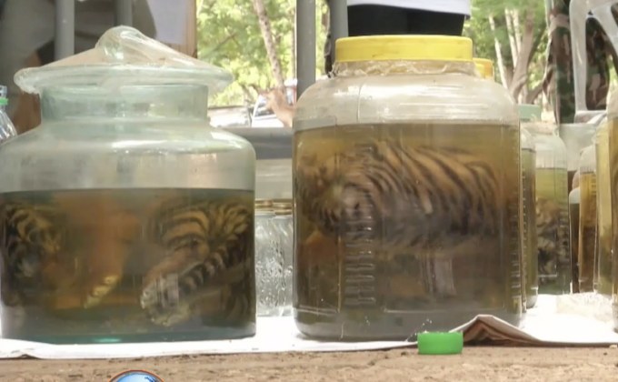 เสือโคร่งยังเสี่ยงตายเพิ่มอีก