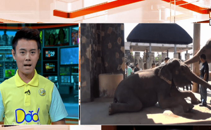 สอบสาเหตุช้างแสดงโชว์วิ่งไล่นักท่องเที่ยว