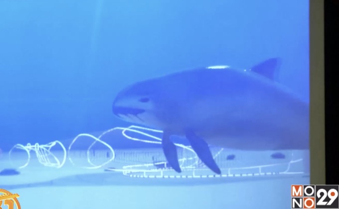 WWF เตือนเม็กซิโกป้องกันโลมา “วากีตา” สูญพันธุ์