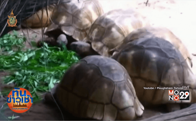 ตร.ได้เบาะแสมือขโมยเต่ามาดากัสการ์แล้ว