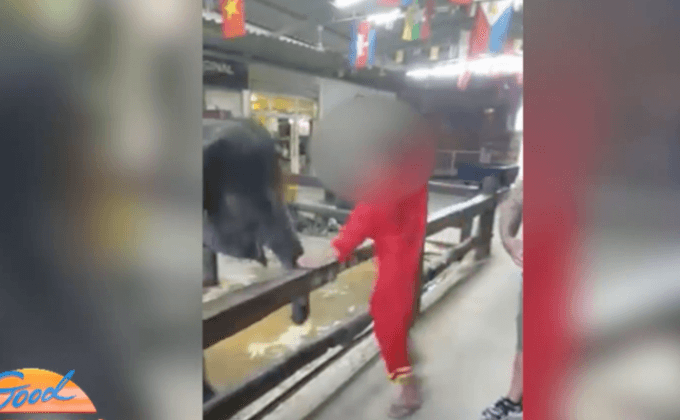 ฝรั่งโพสต์คลิป แฉพฤติกรรมควาญช้างไทย