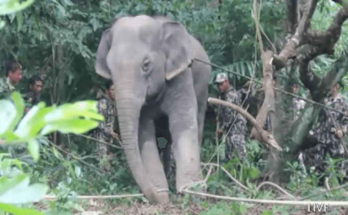 ยิงยาซึมช้าง 3 ตัวย้ายสู่ป่า