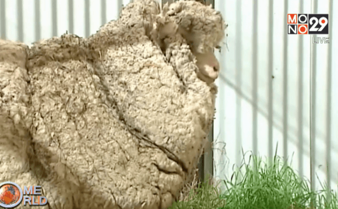 แกะจรจัดออสเตรเลียถูกตัดขนแล้ว