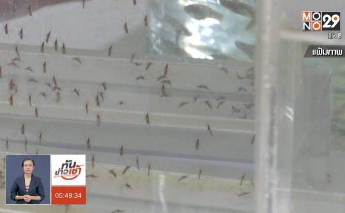 เผยสถิติ 9 เดือน ผู้ป่วยไข้เลือดออก 5.9 หมื่นราย เสียชีวิต 74 ราย