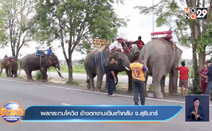 ผลกระทบโควิด ช้างตกงานเดินเท้ากลับ จ.สุรินทร์