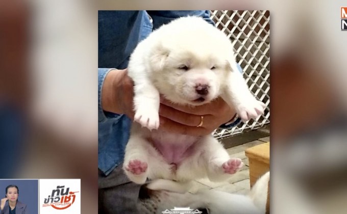เกาหลีใต้เผยภาพลูกสุนัขจากแม่พันธุ์เกาหลีเหนือ