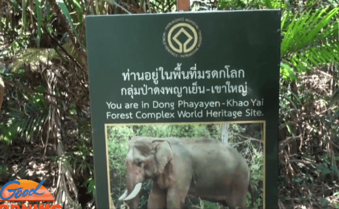 กรมอุทยานฯเตือนนักท่องเที่ยวระวังสัตว์ป่าบนเขาใหญ่