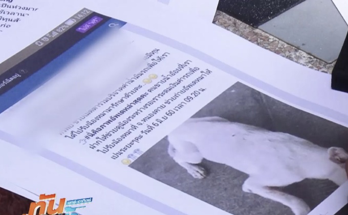 เปิดขบวนการหลอกขอรับบริจาคช่วยหมา-แมว