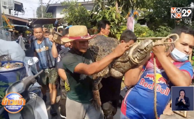 จับ”จระเข้” ยาว3เมตร โผล่นอนในชุมชนย่านบางปู