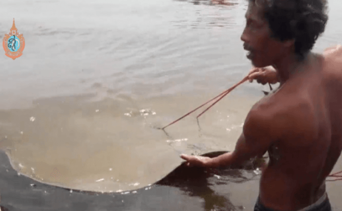 ช่วยชีวิตกระเบนราหู 2 ตัวในแม่น้ำแม่กลอง