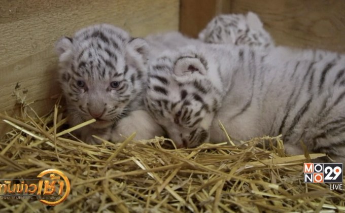 สวนสัตว์ออสเตรียเผยโฉมลูกเสือขาว