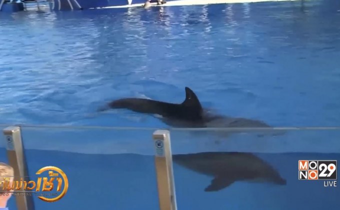 PETA เรียกร้อง “ซีเวิลด์” ยุติโชว์โลมา