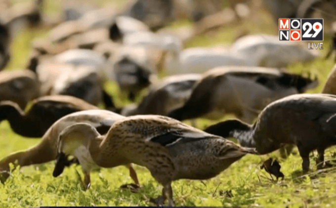 เป็ดกำจัดศัตรูพืชที่ไร่องุ่นในแอฟริกาใต้