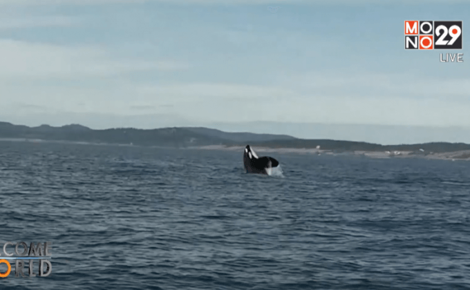 อนุรักษ์ฝูงวาฬเพชรฆาตในแคนาดา