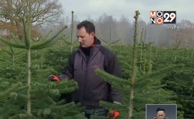 บรรยากาศเทศกาลคริสต์มาสเริ่มต้นขึ้นแล้ว