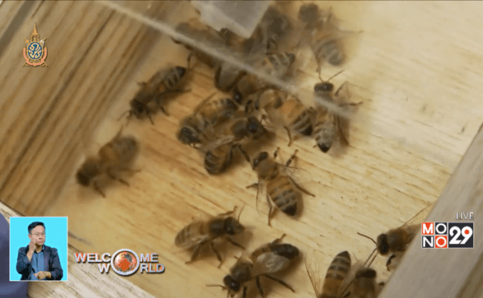 นักวิทยาศาสตร์พัฒนายาแก้ปัญหาผึ้งลดลง