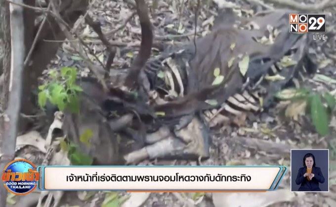 พบซากกระทิงหนุ่มถูกกับดักสัตว์นายพรานรัดคอตาย
