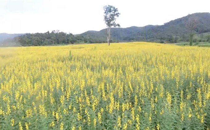 ทุ่งปอเทืองบานสะพรั่ง จ.เชียงราย