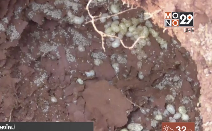 ขุดไข่แมงมันขาย รายได้งาม กิโลกรัมละ 1,800บาท