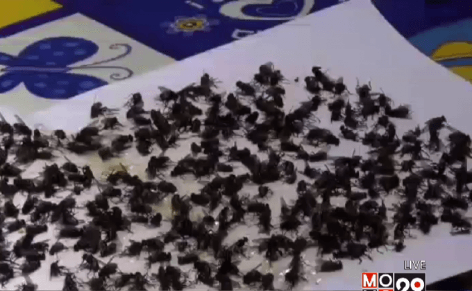 กองทัพแมลงวันรบกวนชาวบ้าน จ.กระบี่