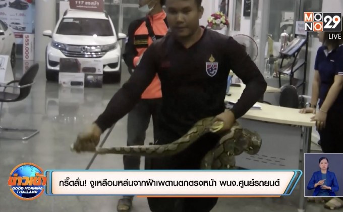 กรี๊ดลั่น! งูเหลือมหล่นจากฝ้าเพดานตกตรงหน้า พนง.ศูนย์รถยนต์
