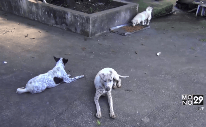 วัดจ.ลำปางรับภาระเลี้ยงสุนัขกว่า 400 ตัว