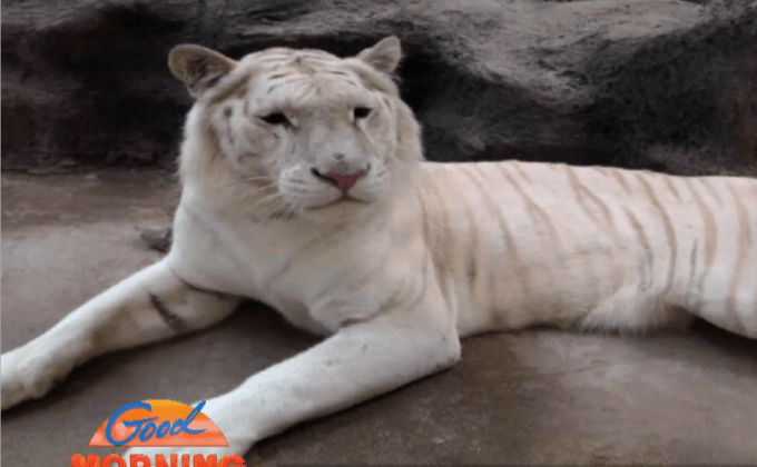 จัสตินเสือโคร่งขาวแสนรู้ตายจากไตวายเฉียบพลัน