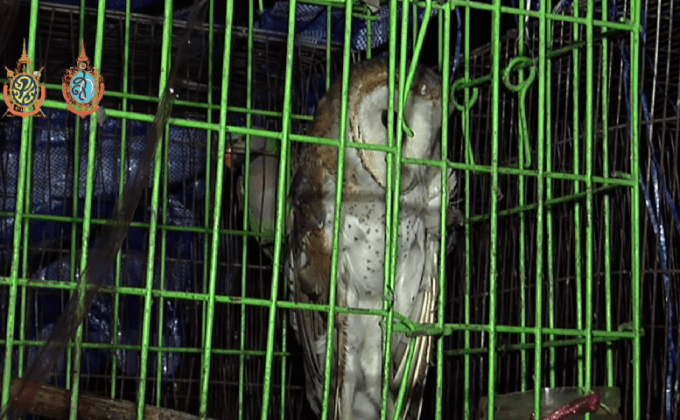 ยึดสัตว์ป่าคุ้มครองไม่ได้รับอนุญาตกว่า 40 ตัว