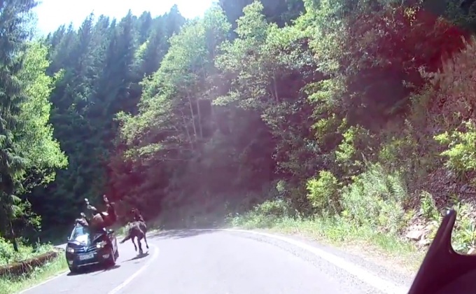 รถยนต์ชนม้าบนถนนในโรมาเนีย